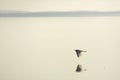 Great egret flying over open water of Lake Apopka, Florida. Royalty Free Stock Photo