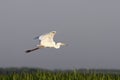 Great egret flying over swamps Royalty Free Stock Photo