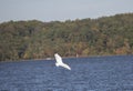 Great Egret Flying Over Water Royalty Free Stock Photo