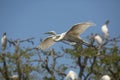 Great egret flying past a rookery in St. Augustine, Florida