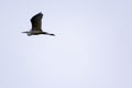 A great egret is flying in the sky with clouds Royalty Free Stock Photo