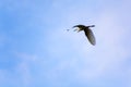 A great egret is flying in the sky with clouds Royalty Free Stock Photo