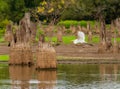 Great Egret flying by stumps of bald cypress trees in Atchafalaya basin Royalty Free Stock Photo
