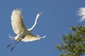Great egret flying toward a tree in St. Augustine, Florida
