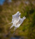 Great egret folds wings to slow down for landing Royalty Free Stock Photo