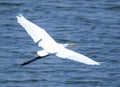 GREAT EGRET Royalty Free Stock Photo