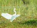 GREAT EGRET Royalty Free Stock Photo