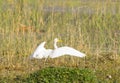 GREAT EGRET Royalty Free Stock Photo