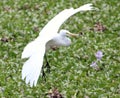 GREAT EGRET Royalty Free Stock Photo