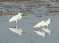 GREAT EGRET Royalty Free Stock Photo