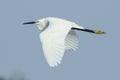 GREAT EGRET Royalty Free Stock Photo