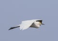 little EGRET Royalty Free Stock Photo