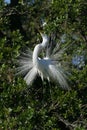 Great Egret in full breeding display and plumage. Royalty Free Stock Photo