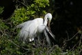 Great Egret in full breeding display and plumage. Royalty Free Stock Photo
