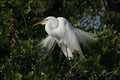 Great Egret in full breeding display and plumage. Royalty Free Stock Photo