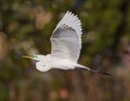 Great egret in full flight Royalty Free Stock Photo