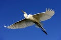 Great egret Royalty Free Stock Photo