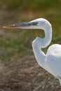 Great egret gets a close up head shot, holbox, mexico Royalty Free Stock Photo