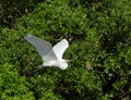 One Great egret gliding with green bushes as background