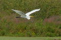 Great Egret - Ardea alba Royalty Free Stock Photo
