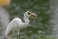 great egret Royalty Free Stock Photo