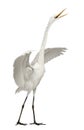 Great Egret or Great White Egret