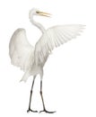 Great Egret or Great White Egret Royalty Free Stock Photo