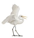 Great Egret or Great White Egret Royalty Free Stock Photo