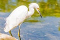 The great egret/ great white egret/ white heron/ great white heron/ large egret/ common egret Royalty Free Stock Photo