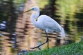 One Great Egret White Heron Bird