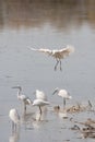 Great Egret group
