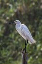 Great Egret having Sunbath in the jungle