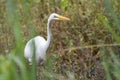 Great Egret heron in a marsh pond in Georgia USA Royalty Free Stock Photo