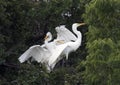 Great Egret with hungry children