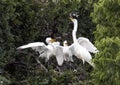 Great Egret with hungry children