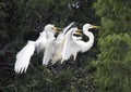 Great Egret with hungry children