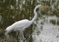 Great Egret Hunting Royalty Free Stock Photo