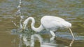 Great egret hunting and eating a in wetlands off the Minnesota River - in the Minnesota Valley National Wildlife Refuge