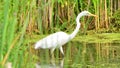 Great egret hunting for fish in the Wood Lake Nature Center in Minnesota