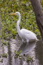 Great Egret Hunting in a Marshland Royalty Free Stock Photo