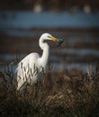 Great Egret hunting rodent