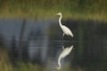A Great egret hunting in tranquil water