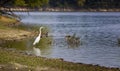 Great Egret hunts along shoreline