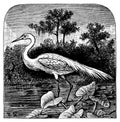 Great egret I Antique Bird Illustrations