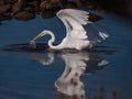 Great Egret that just caught fish on Lake Natoma