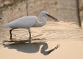 Great Egret in the lake with its reflection on the water Royalty Free Stock Photo