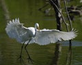 Great Egret Landing