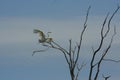 Great Egret Landing Royalty Free Stock Photo