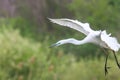 Great Egret landing Ardea alba Great White Egret Royalty Free Stock Photo