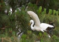 Great egret landing in pine tree Royalty Free Stock Photo